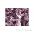 200b/g di probiotici del supplemento dietetico L. Casei